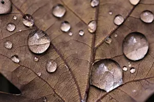 Oak leaf (Quercus rubra)
