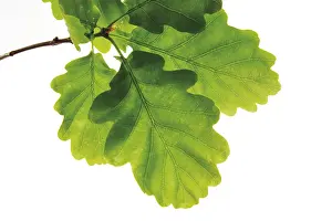Oak leaves