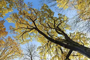 Oak leaves (quercus) glowing yellow in autumn against a blue sky