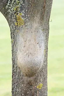 Oak processionary moth (Thaumetopoea processionea)