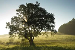 Oak (Quercus)