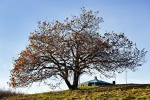 Oak (Quercus) with autumn-coloured leaves