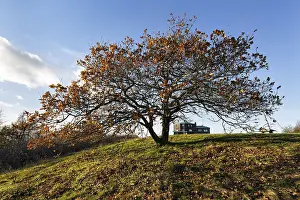 Oak (Quercus) with autumn-coloured leaves
