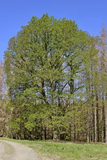 Oak (Quercus), imposing tree with leaf shoots