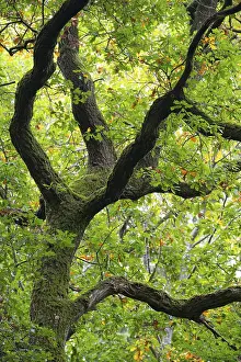 Oak (Quercus) in the nature reserve Urwald Baumweg in autumn