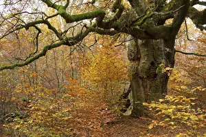 Oak (Quercus), Urwald Sababurg primeval forest