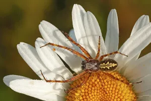 Oak Spider (Aculepeira ceropegia)