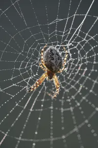 Oak Spider (Aculepeira Ceropegia syn)