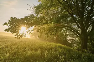Oak, sunrise, fog, morning, spring