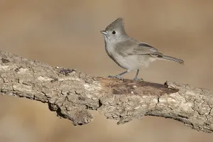 Oak Titmouse (Baeolophus inornatus) perched on a branch