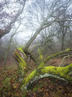 Oak tree covered with moss in a misty woodland in Burgenland Austria