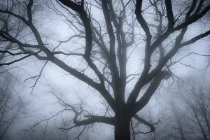 Oak tree in a foggy forest, Hohenlohe