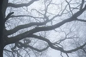 Oak tree in a foggy forest, Hohenlohe