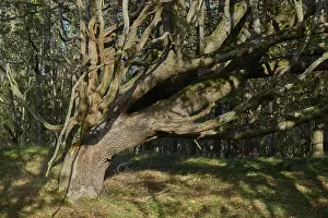 Oak tree, Old, Forest, Amsterdam water line dunes