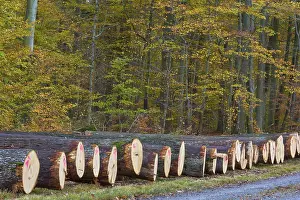 Oak tree trunks in autumn forest marked with pink numbers