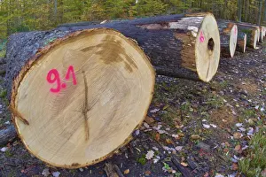 Oak tree trunks in autumn forest marked with pink numbers