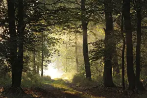 Oak trees backlit by the rising sun in a misty forest
