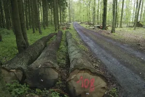 Oak trunks on a forest way