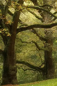 Oaks (Quercus), autumn, Karlsbad, Germany, Europe