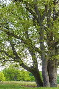 Oaks (Quercus) in the nature reserve Borkener Paradies