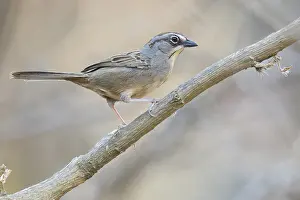 Oaxaca Sparrow (Aimophila notosticta) perched on a branch in Oaxaca