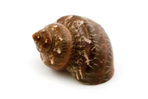 Object on white - seashell close up