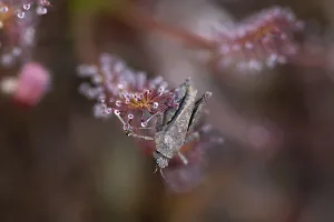 Oblong-leaved sundew (Drosera intermedia)