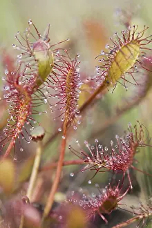 Oblong-leaved sundew (Drosera intermedia)