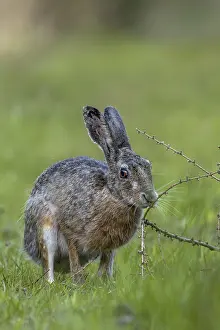Framed Print : An obviously interesting scent on a larch branch lying on the ground makes the brown hare (Lepus europaeus) pause