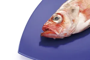 Ocean perch fish head on blue plate