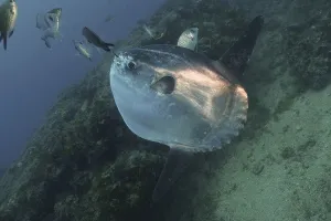 Ocean sunfish (Mola mola), Dive site Marine Reserve Cap de Creus