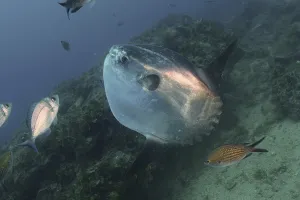 Ocean sunfish (Mola mola). Dive site Marine Reserve Cap de Creus