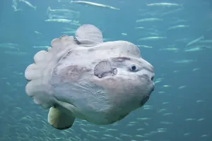 Ocean sunfish (Mola mola), Hirtshals