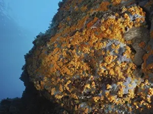 Oceanic rock face covered with numerous yellow crustal anemones (Parazoanthus axinellae)