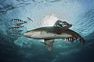 Oceanic whitetip shark, Carcharhinus longimanus