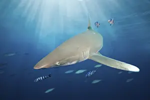 Oceanic whitetip shark, Carcharhinus longimanus