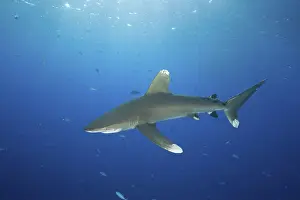 Oceanic whitetip shark (Carcharhinus longimanus)