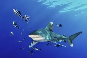 Oceanic whitetip shark (Carcharhinus longimanus) with Pilot Fish (Naucrates ductor)
