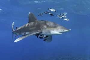 Framed Print : Oceanic whitetip shark (Carcharhinus longimanus) surrounded by Pilot Fishes (Naucrates ductor) floats in the open sea