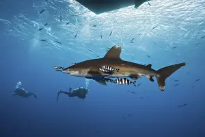 Oceanic Whitetip Shark below Liveaboard