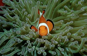 Ocellaris Clownfish (Amphiprion ocellaris)