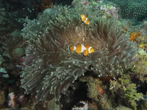 Ocellaris Clownfish (Amphiprion ocellaris) in a sprawling Anthopleura xanthogrammica (Stichodactyla gigantea)