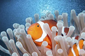 Ocellaris Clownfish or False Percula Clownfish (Amphiprion ocellaris)