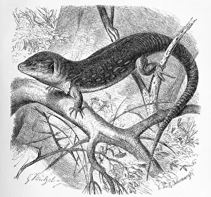Ocellated lizard (Timon lepidus)