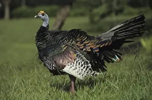 Ocellated Turkey (Agriocharis ocellata), male