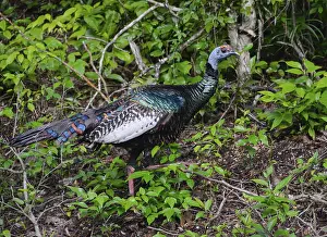 Ocellated turkey (Meleagris ocellata)