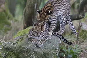 Ocelot couple, Leopardus pardalis