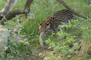 One Ocelot, Leopardus pardalis