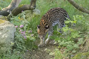 One Ocelot, Leopardus pardalis