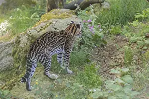 One Ocelot, Leopardus pardalis